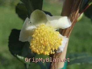 GripMyBlanket