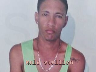 Male_stallion
