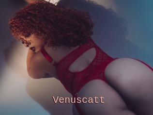 Venuscatt